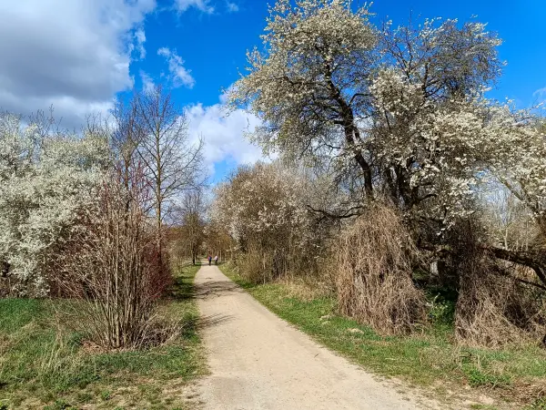 202604060-23 - Blühende Obstgehölze bei Blankenfelde, Berlin, Deutschland