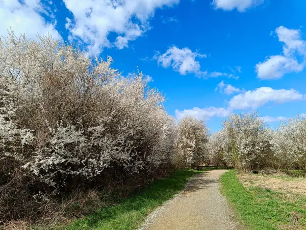 202604060-25 - Blühende Obstgehölze bei Schildow, Berlin, Deutschland