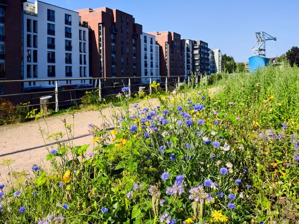 202308200-27 - Blumenbeet am Osterbekkanal in Barmbek, Hamburg, Deutschland