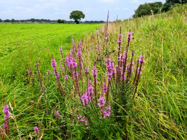 202308160-03 - Blutweiderich an der Hunte, Oldenburger Land, Niedersachsen, Deutschland
