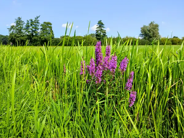 202308220-12 - Blutweiderich in den Schwingewiesen bei Stade, Niedersachsen, Deutschland