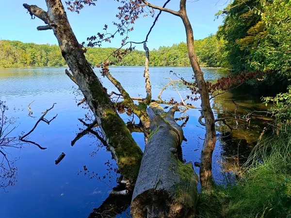 202508110-05 - Böbereckensee bei Rheinsberg, Ruppiner Seenland, Brandenburg, Deutschland