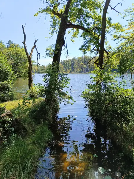 202508110-07 - Böbereckensee bei Rheinsberg, Ruppiner Seenland, Brandenburg, Deutschland