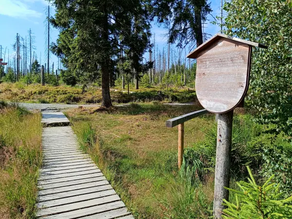 202407230-06 - Bohlenweg am Großen Torfhausmoor im Nationalpark Harz, Harz, Niedersachsen, Deutschland