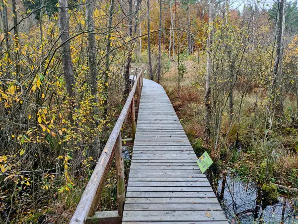 202311060-29 - Bohlenweg am Kleinen Serrahnsee im Müritz-Nationalpark bei Carpin, Mecklenburgische Seenplatte, Mecklenburg-Vorpommern, Deutschland