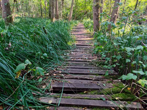 202309160-03 - Bohlenweg bei Wendisch Rietz, Seenland Oder-Spree, Brandenburg, Deutschland
