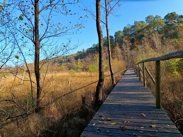 202511070-05 - Bohlenweg im Müritz-Nationalpark bei Serrahn, Mecklenburgische Seenplatte, Mecklenburg-Vorpommern, Deutschland