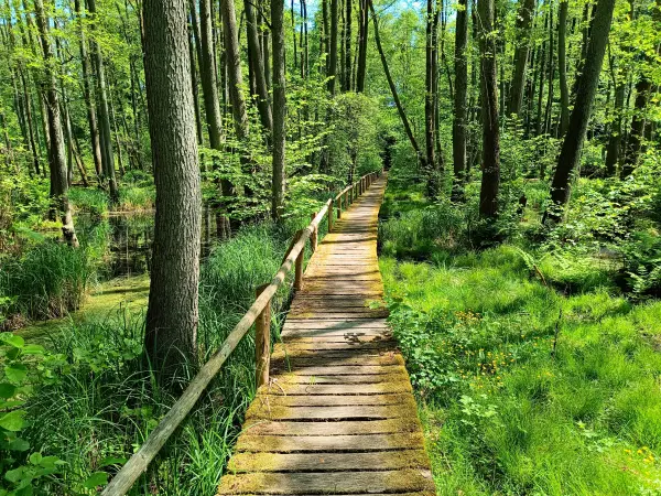 202605230-19 - Bohlenweg im Plauer Stadtwald in Plau am See, Mecklenburgische Seenplatte, Mecklenburg-Vorpommern, Deutschland