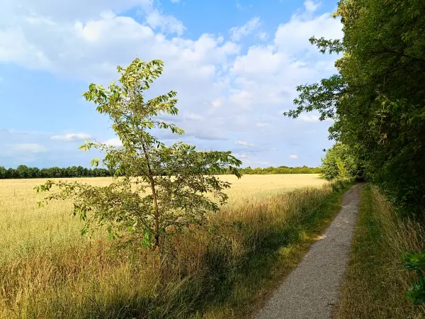 202506250-10 - Bornimer Feldflur, Potsdam, Brandenburg, Deutschland