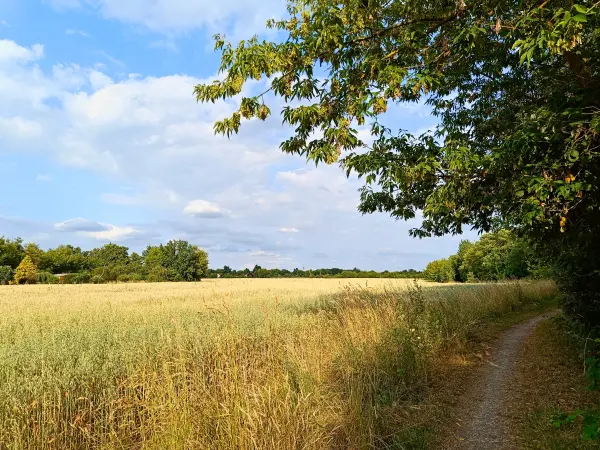 202506250-12 - Bornimer Feldflur, Potsdam, Brandenburg, Deutschland