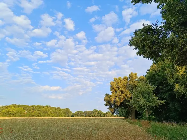 202506250-23 - Bornimer Feldflur, Potsdam, Brandenburg, Deutschland