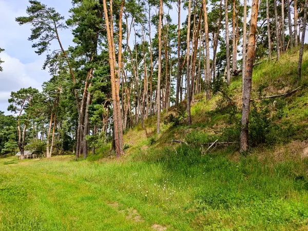 202308050-08 - Brautrummel bei Grubo, Fläming, Brandenburg, Deutschland