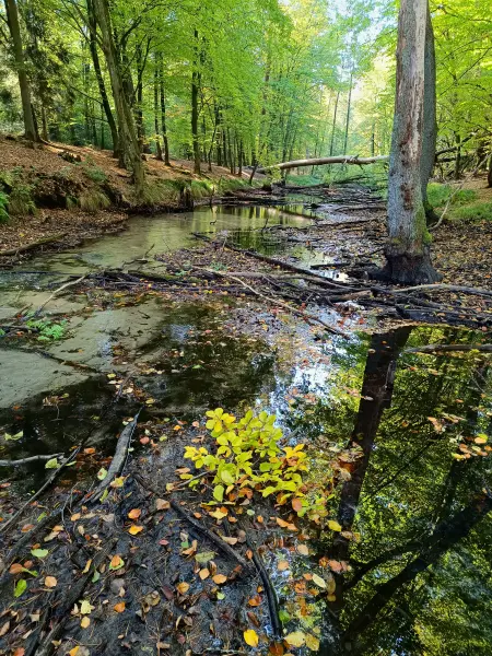 202510030-07 - Briesetal bei Zühlsdorf, Barnimer Land, Brandenburg, Deutschland