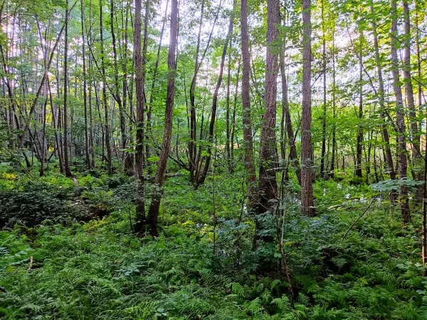 202309160-28 - Bruchwald am Melangsee bei Limsdorf, Seenland Oder-Spree, Brandenburg, Deutschland