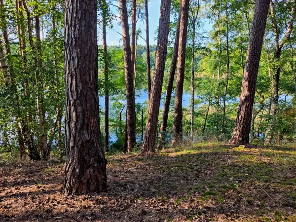 202309160-29 - Bruchwald am Melangsee bei Limsdorf, Seenland Oder-Spree, Brandenburg, Deutschland