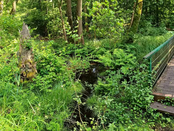 202506110-17 - Bruchwald am Piansee bei Pian, Ruppiner Seenland, Brandenburg, Deutschland