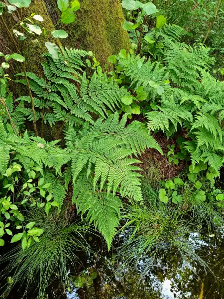 202506110-18 - Bruchwald am Piansee bei Pian, Ruppiner Seenland, Brandenburg, Deutschland