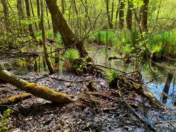 202605040-21 - Bruchwald an den Oberen Seen bei Sternberg, Mecklenburgische Seenplatte, Mecklenburg-Vorpommern, Deutschland