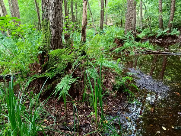 202508020-31 - Bruchwald bei Waldsieversdorf, Märkische Schweiz, Seenland Oder-Spree, Brandenburg, Deutschland