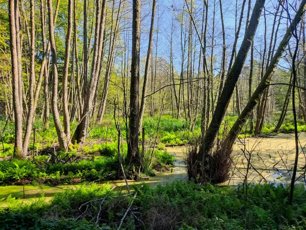 202309160-05 - Bruchwald bei Wendisch Rietz, Seenland Oder-Spree, Brandenburg, Deutschland