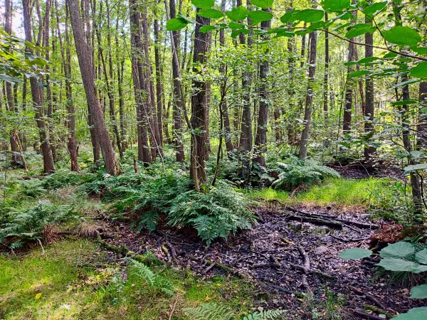 202308230-31 - Bruchwald im NSG Duvenwischen in Volksdorf, Hamburg, Deutschland