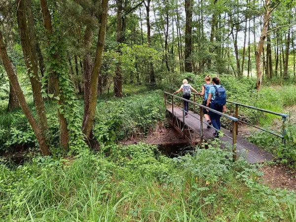 202507260-17 - Bruchwald zwischen Kützkow und Plaue, Havelland, Brandenburg, Deutschland
