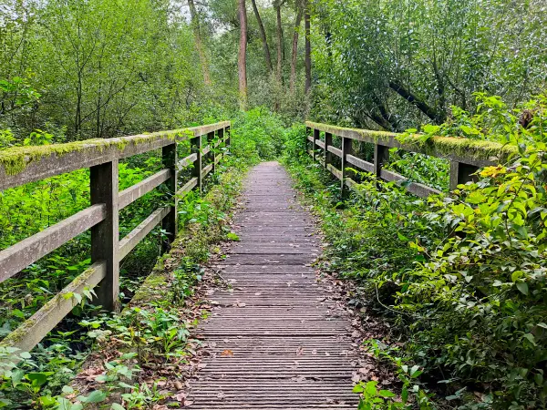 202309230-19 - Brücke übe die Bille bei Wohltorf, Herzogtum Lauenburg und Stormarn, Schleswig-Holstein, Deutschland
