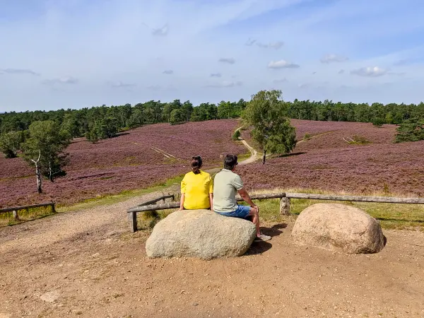 202308240-29 - Brunsberg im Büsenbachtal, Lüneburger Heide, Niedersachsen, Deutschland