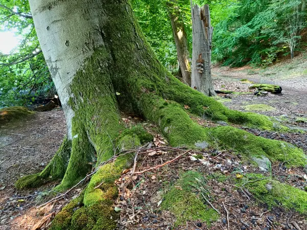 202508260-32 - Buche auf der Insel Werder bei Alt Schwerin, Mecklenburgische Seenplatte, Mecklenburg-Vorpommern, Deutschland