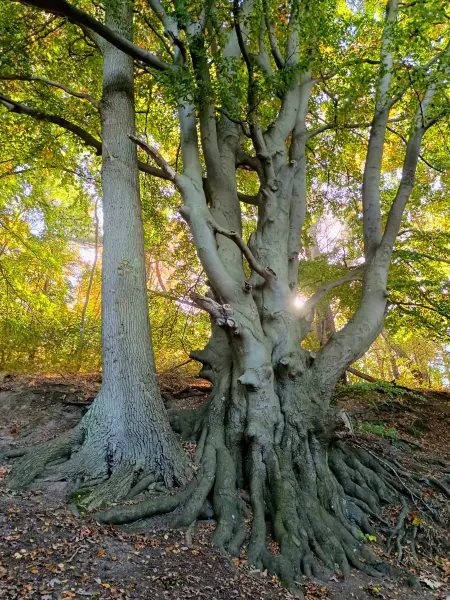 202510130-20 - Buche bei Krakow am See, Mecklenburgische Seenplatte, Mecklenburg-Vorpommern, Deutschland