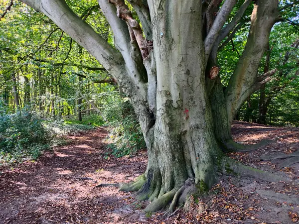 202309240-26 - Buche in der Oberalsterniederung bei Rhen, Schleswig-Holstein, Deutschland