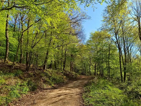 202604240-26 - Buchenwald bei Nöthen, Eifel, Nordrhein-Westfalen, Deutschland