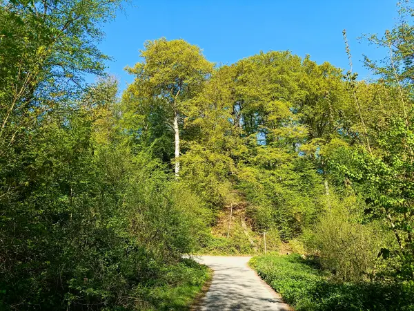 202604230-09 - Buchenwald im Düsseltal, Bergisches Land, Nordrhein-Westfalen, Deutschland