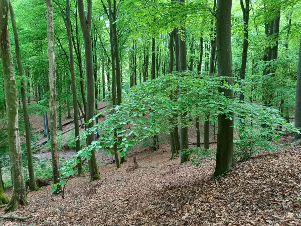 202605090-31 - Buchenwald im Grumsiner Forst bei Altkünkendorf, Uckermark, Brandenburg, Deutschland