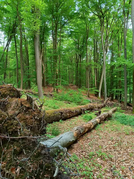 202605090-32 - Buchenwald im Grumsiner Forst bei Altkünkendorf, Uckermark, Brandenburg, Deutschland