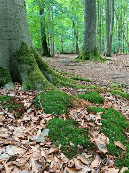 202606090-05 - Buchenwald im Hullerbusch bei Feldberg, Mecklenburgische Seenplatte, Mecklenburg-Vorpommern, Deutschland