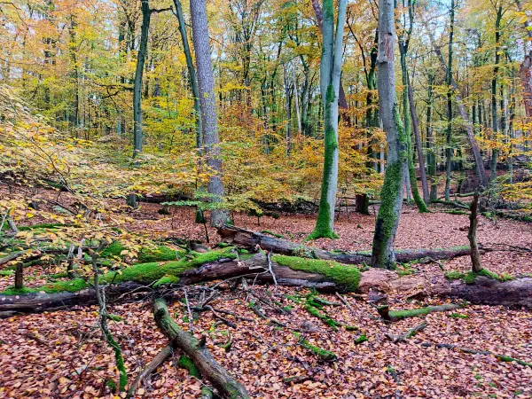 202311060-10 - Buchenwald im Müritz-Nationalpark bei Carpin, Mecklenburgische Seenplatte, Mecklenburg-Vorpommern, Deutschland