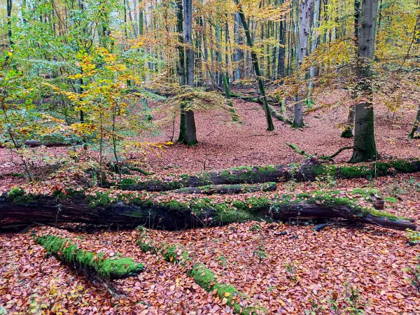 202311060-11 - Buchenwald im Müritz-Nationalpark bei Carpin, Mecklenburgische Seenplatte, Mecklenburg-Vorpommern, Deutschland