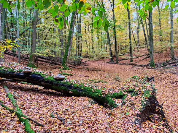 202311060-12 - Buchenwald im Müritz-Nationalpark bei Carpin, Mecklenburgische Seenplatte, Mecklenburg-Vorpommern, Deutschland