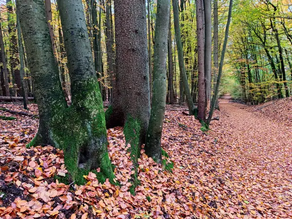 202311060-13 - Buchenwald im Müritz-Nationalpark bei Carpin, Mecklenburgische Seenplatte, Mecklenburg-Vorpommern, Deutschland