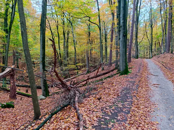 202311060-21 - Buchenwald im Müritz-Nationalpark bei Carpin, Mecklenburgische Seenplatte, Mecklenburg-Vorpommern, Deutschland