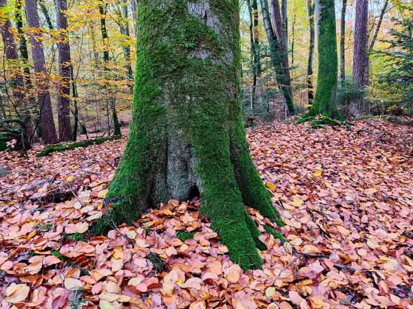 202311060-22 - Buchenwald im Müritz-Nationalpark bei Carpin, Mecklenburgische Seenplatte, Mecklenburg-Vorpommern, Deutschland