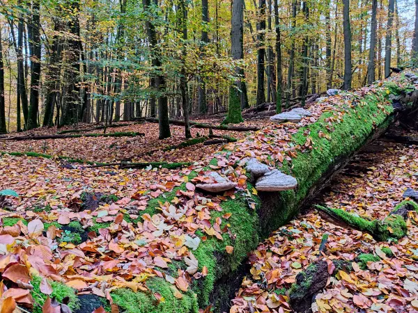 202311060-30 - Buchenwald im Müritz-Nationalpark bei Carpin, Mecklenburgische Seenplatte, Mecklenburg-Vorpommern, Deutschland