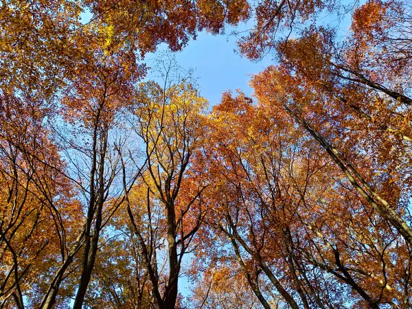 202511070-11 - Buchenwald im Müritz-Nationalpark bei Serrahn, Mecklenburgische Seenplatte, Mecklenburg-Vorpommern, Deutschland