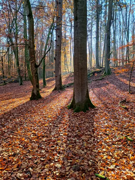 202511070-12 - Buchenwald im Müritz-Nationalpark bei Serrahn, Mecklenburgische Seenplatte, Mecklenburg-Vorpommern, Deutschland