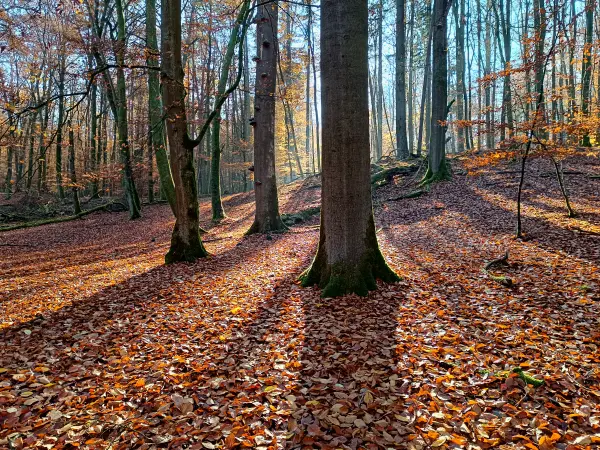 202511070-13 - Buchenwald im Müritz-Nationalpark bei Serrahn, Mecklenburgische Seenplatte, Mecklenburg-Vorpommern, Deutschland
