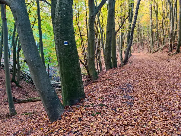 202311070-54 - Buchenwald im Nationalpark Jasmund bei Lohme, Rügen, Mecklenburg-Vorpommern, Deutschland