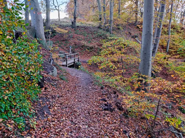 202311070-56 - Buchenwald im Nationalpark Jasmund bei Lohme, Rügen, Mecklenburg-Vorpommern, Deutschland