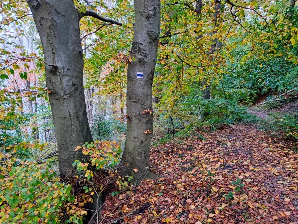 202311070-57 - Buchenwald im Nationalpark Jasmund bei Lohme, Rügen, Mecklenburg-Vorpommern, Deutschland