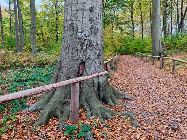 202311070-10 - Buchenwald im Nationalpark Jasmund bei Sassnitz, Rügen, Mecklenburg-Vorpommern, Deutschland